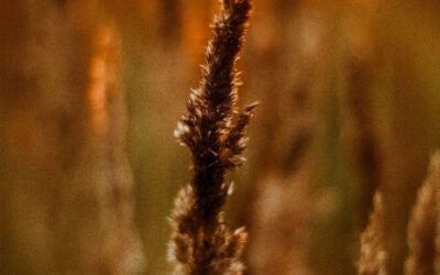 Lughnasadh: het begin van je innerlijke herfst