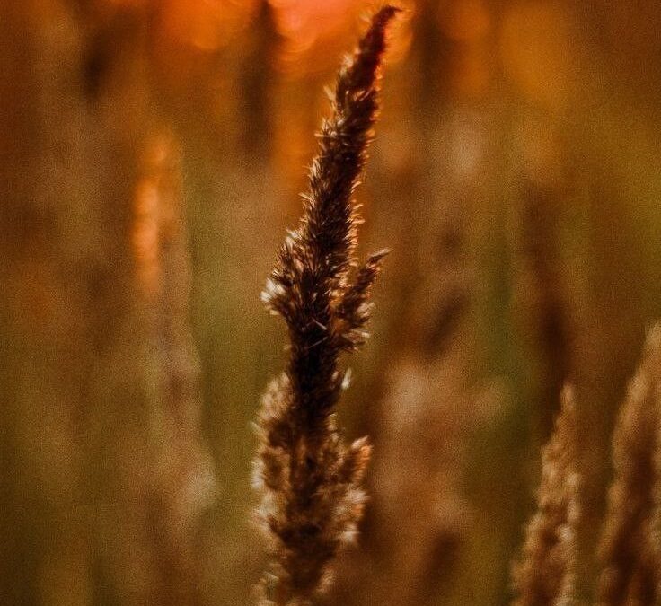 Lughnasadh: het begin van je innerlijke herfst