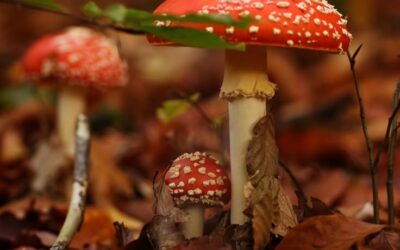 Amanita Muscaria: de heilige paddenstoel van het Mystieke Vrouwelijke