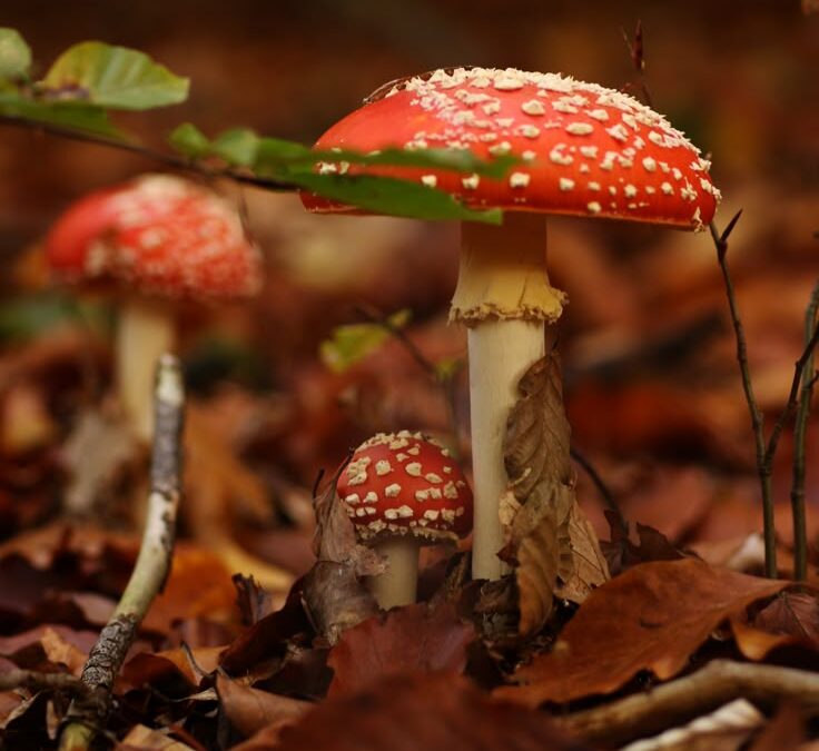 Amanita Muscaria: de heilige paddenstoel van het Mystieke Vrouwelijke