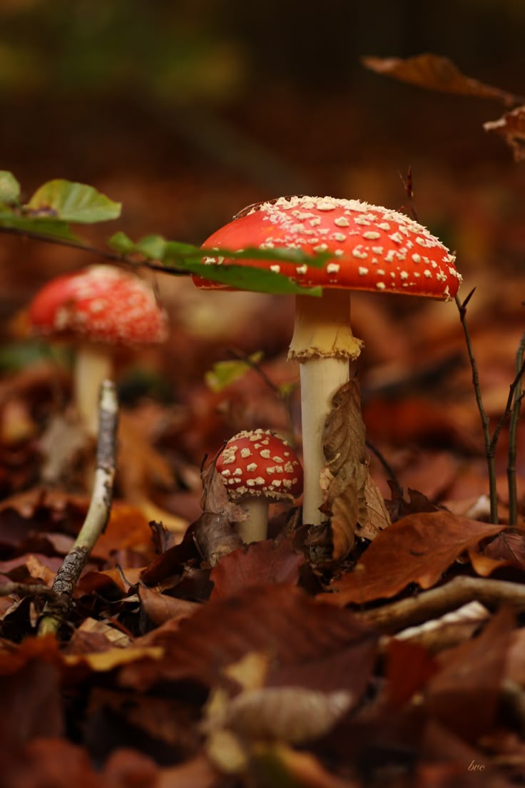 AmanitaMuscaria #Vliegenzwam #MystiekVrouwelijke #Sjamanisme #HeiligeNachten #Symboliek Onderwereld Paddenstoel